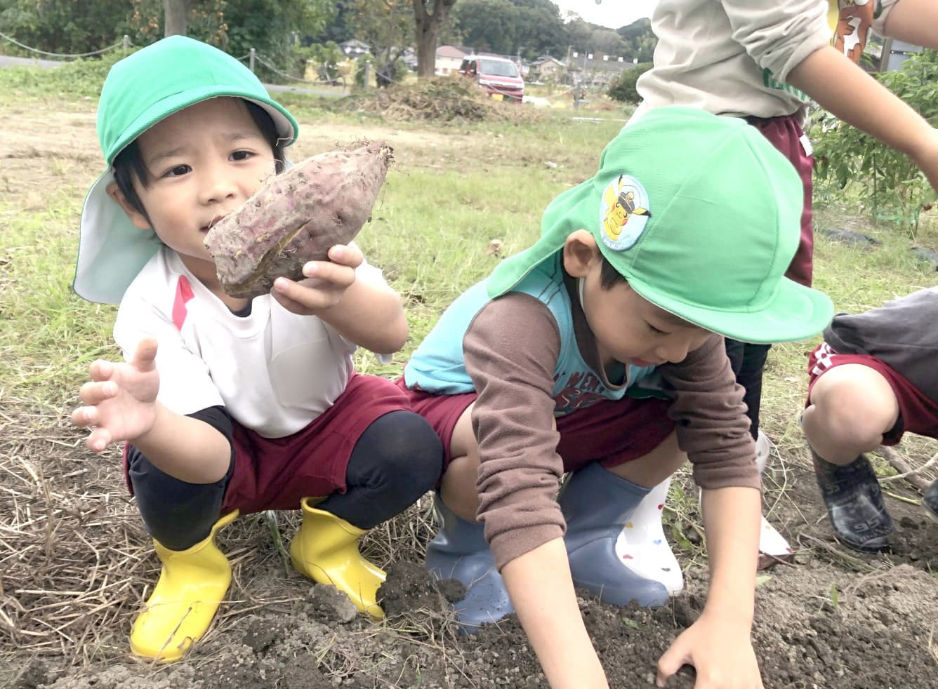 芋掘りをする子どもたちの写真